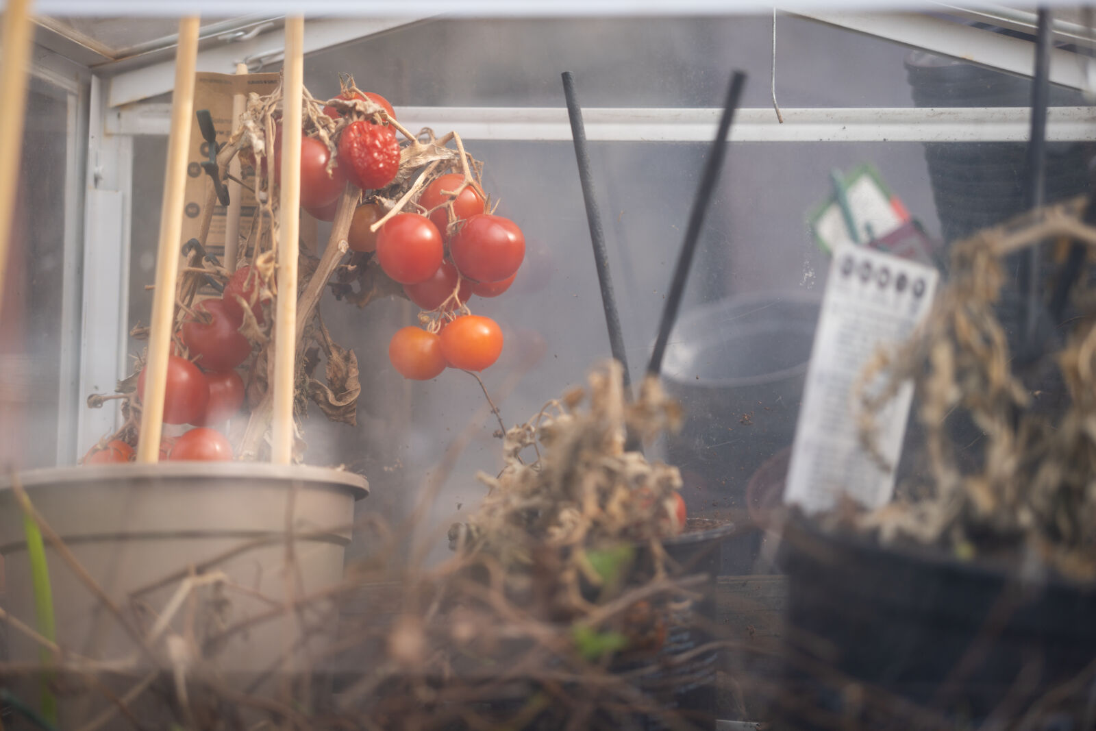 Sony FE 50mm F2.5 G sample photo. Greenhouse tomatoes photography