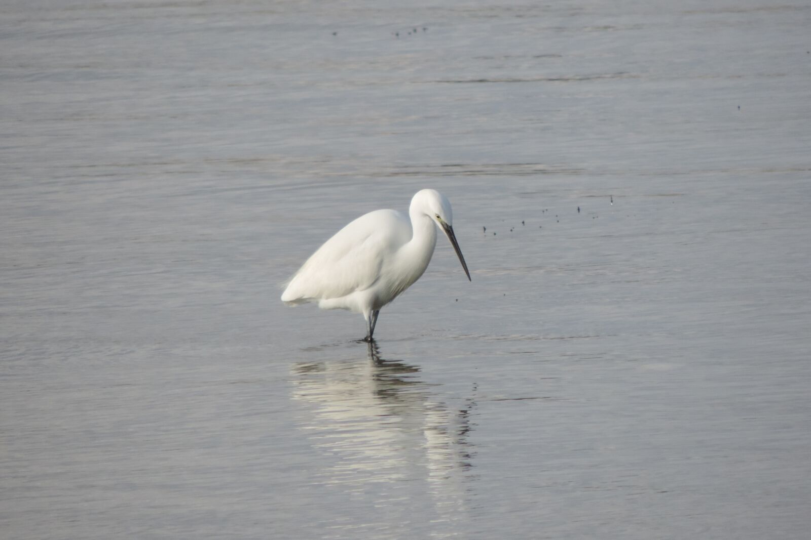 Nikon Coolpix P520 sample photo. Birds, body of water photography