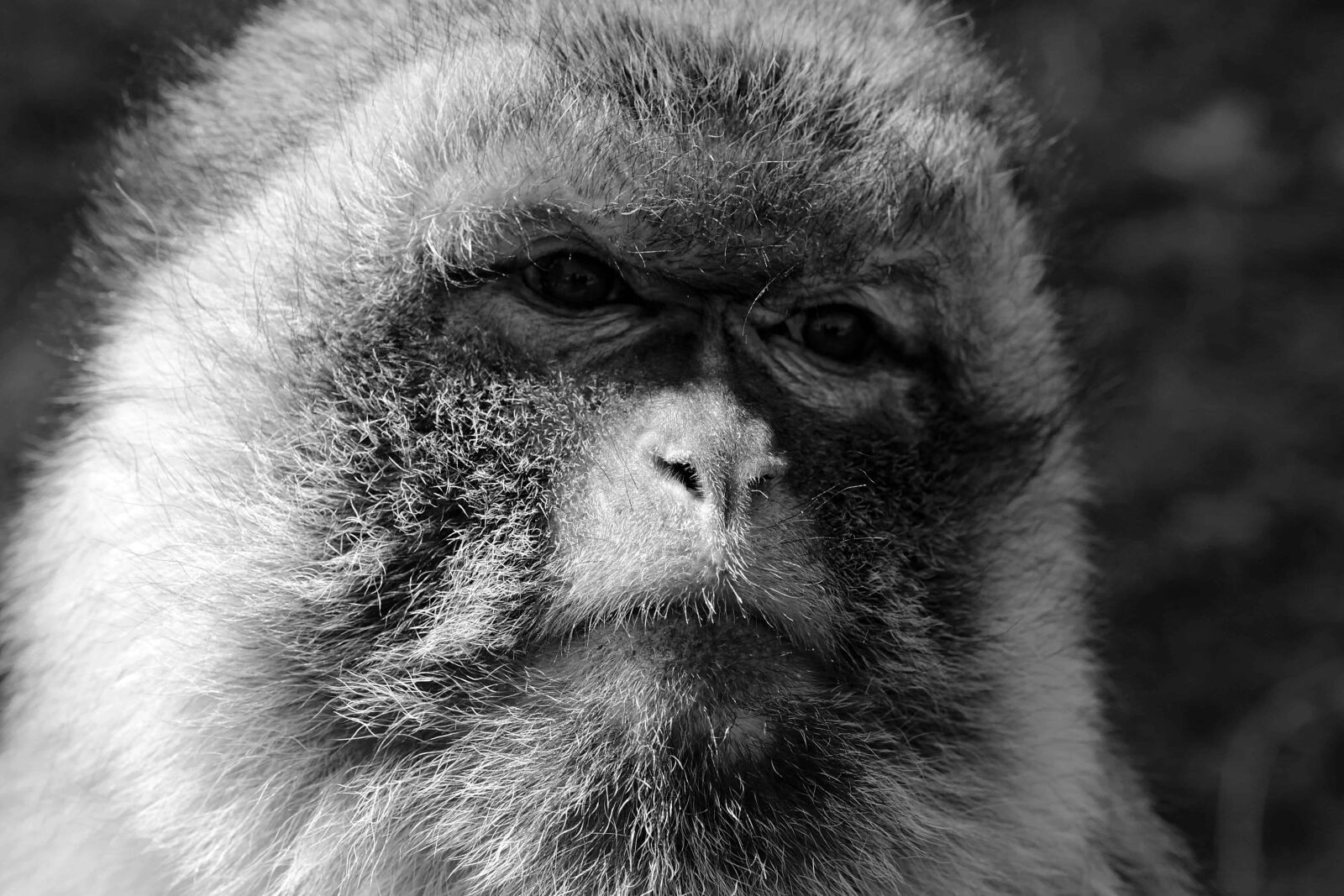 Canon EOS 100D (EOS Rebel SL1 / EOS Kiss X7) sample photo. Monochrome, nature, animal, monkey photography