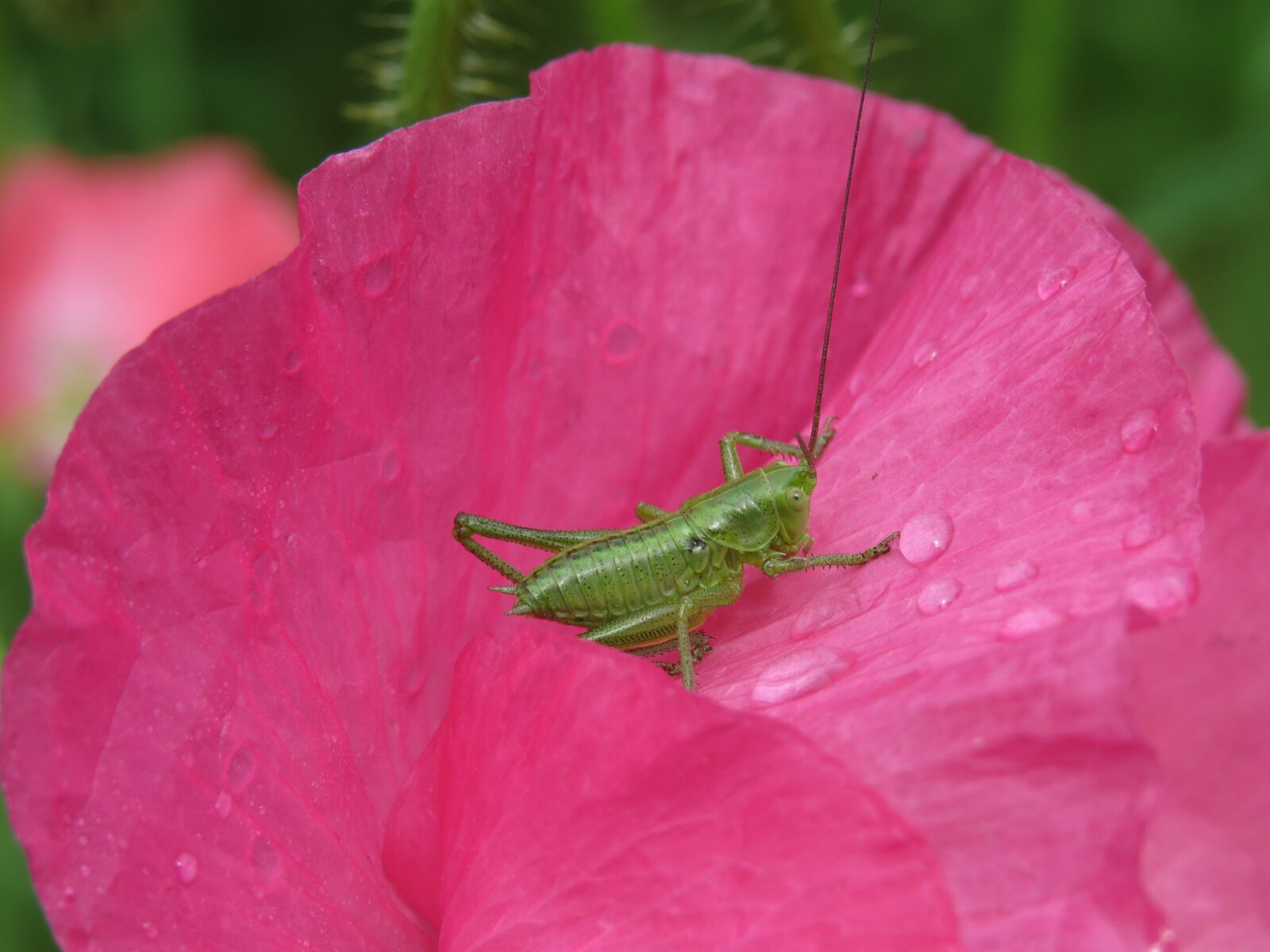 Canon PowerShot SX50 HS sample photo. Viridissima, grille, insect photography