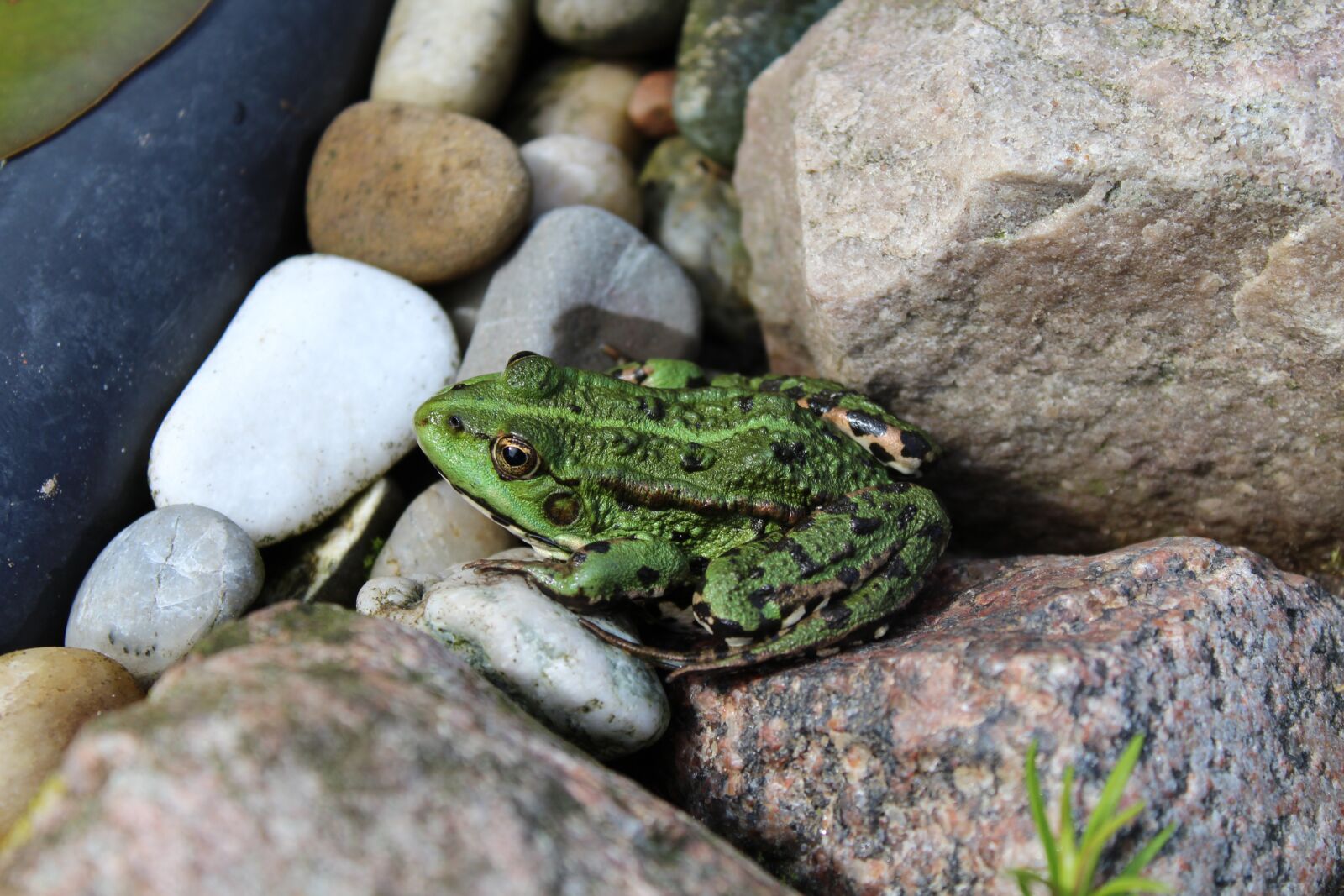 Canon EOS 1200D (EOS Rebel T5 / EOS Kiss X70 / EOS Hi) sample photo. Frog, pond, green photography