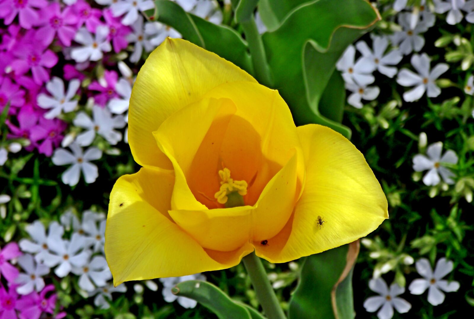 FujiFilm FinePix S1600 (FinePix S1770) sample photo. Tulip, spring, flower photography