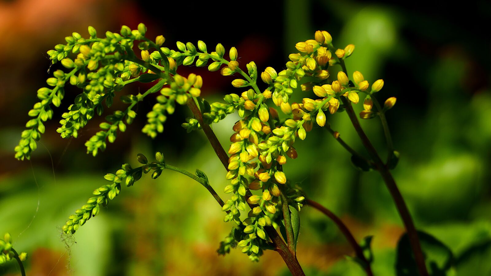 Panasonic Lumix DMC-FZ1000 sample photo. Plant, flower, yellow photography