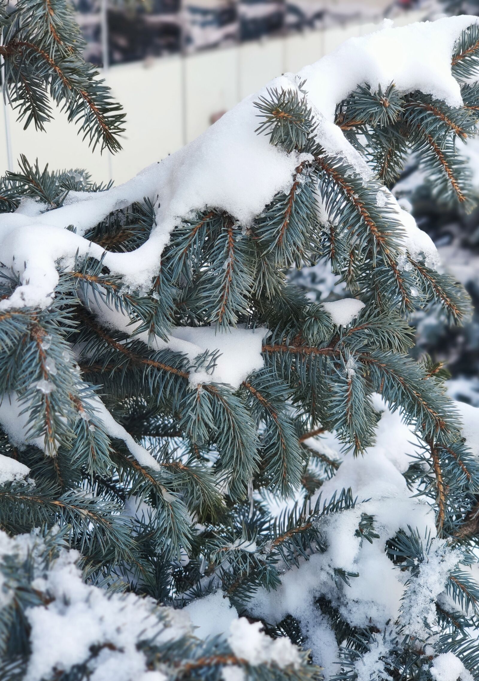 Xiaomi MI 9 sample photo. Winter, spruce, nature photography