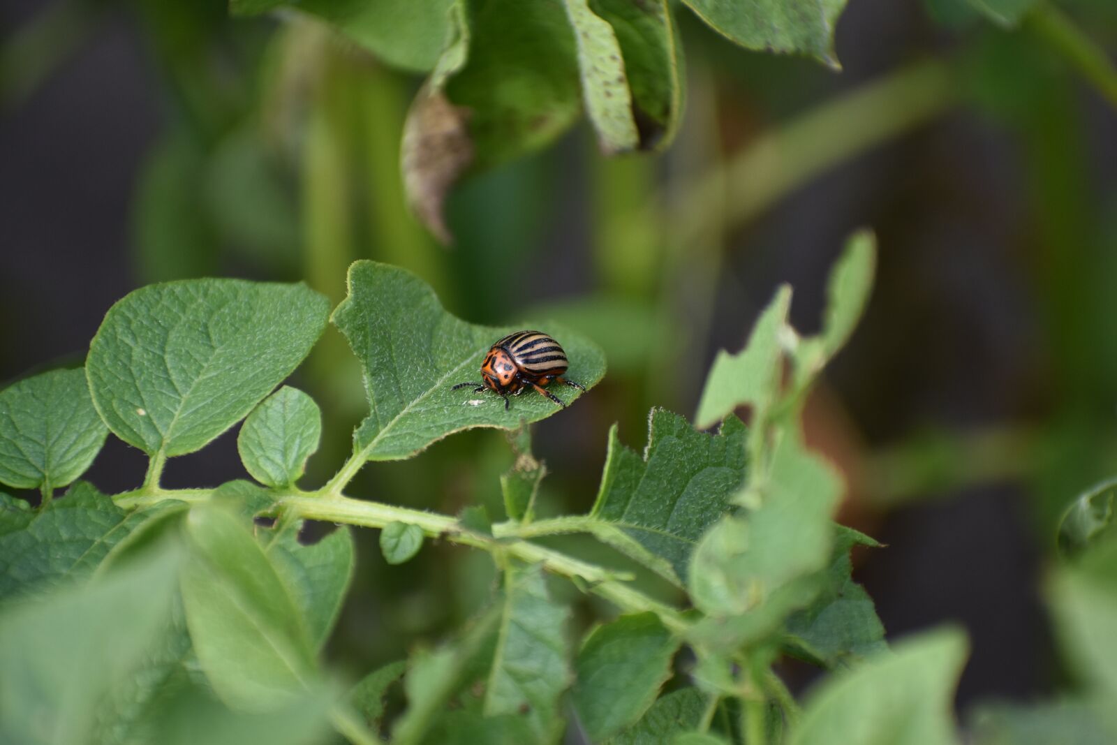 Nikon D3400 sample photo. Colorado, beetle, pest photography