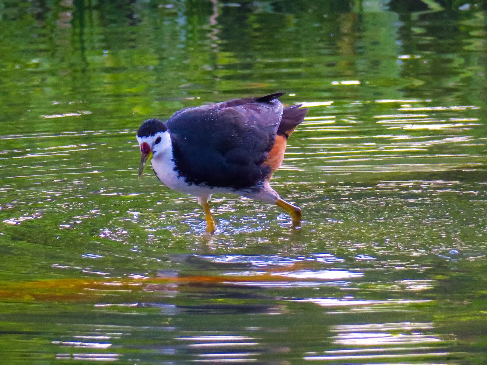 Canon PowerShot G3 X sample photo. Bird, nature, outdoor photography