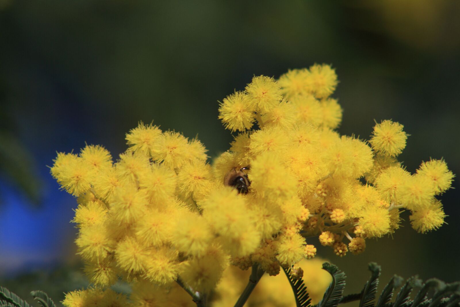Canon EOS 1000D (EOS Digital Rebel XS / EOS Kiss F) sample photo. Mimosa, flower, yellow photography