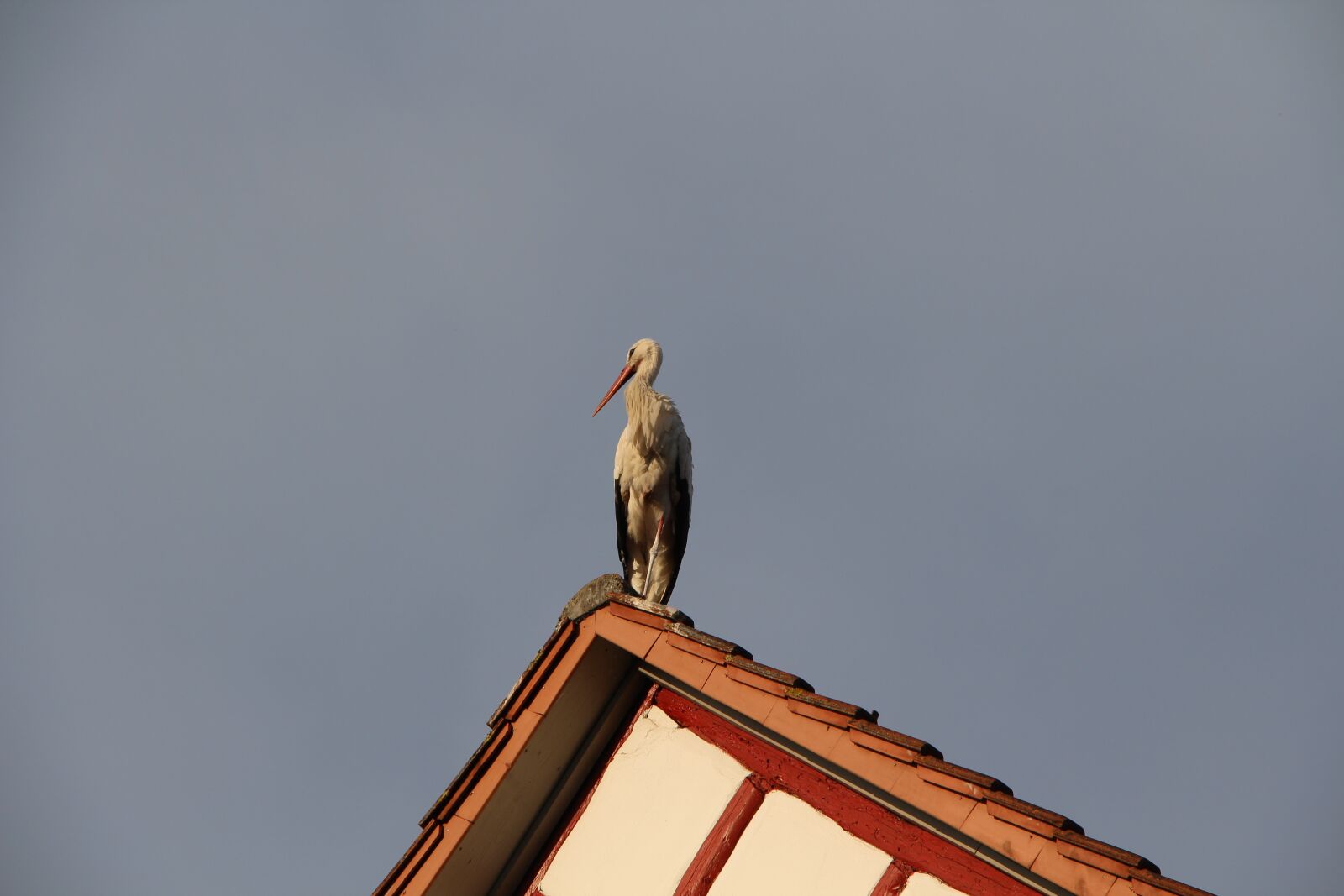 Canon EOS 700D (EOS Rebel T5i / EOS Kiss X7i) + Canon EF-S 18-135mm F3.5-5.6 IS STM sample photo. Stork, roof, sky photography