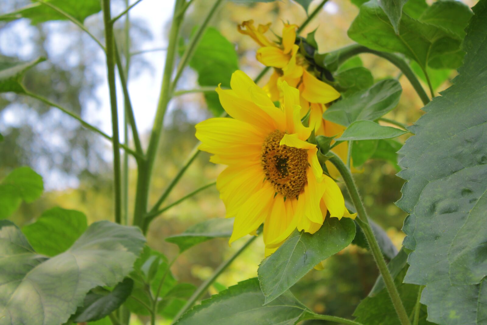 Canon EOS 1100D (EOS Rebel T3 / EOS Kiss X50) sample photo. Yellow, sunflower, flower photography