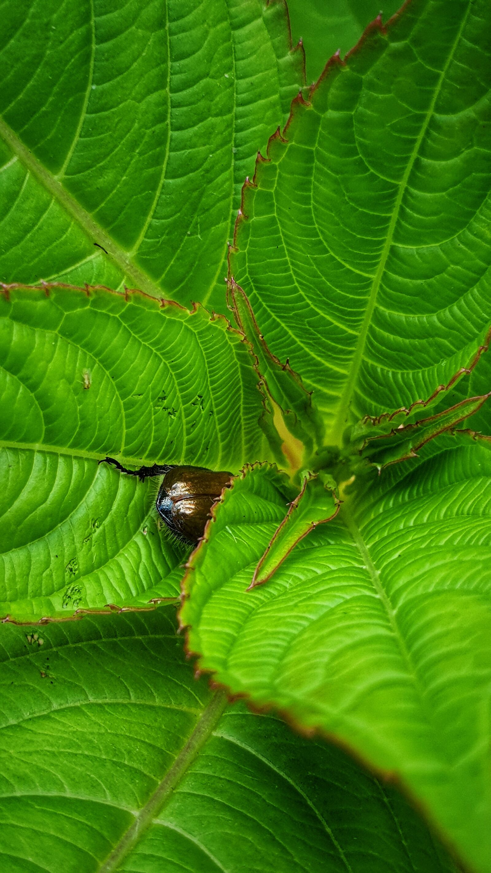 Samsung Galaxy S9+ sample photo. Animal, background, beautiful photography