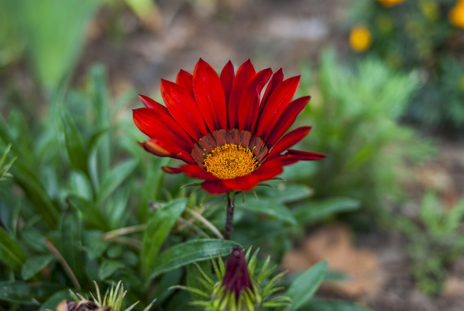 Nikon D60 sample photo. Nature, plant, flower photography