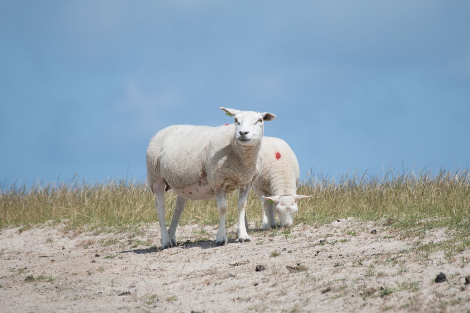 Canon EOS 70D sample photo. Sheep, nature, meadow photography