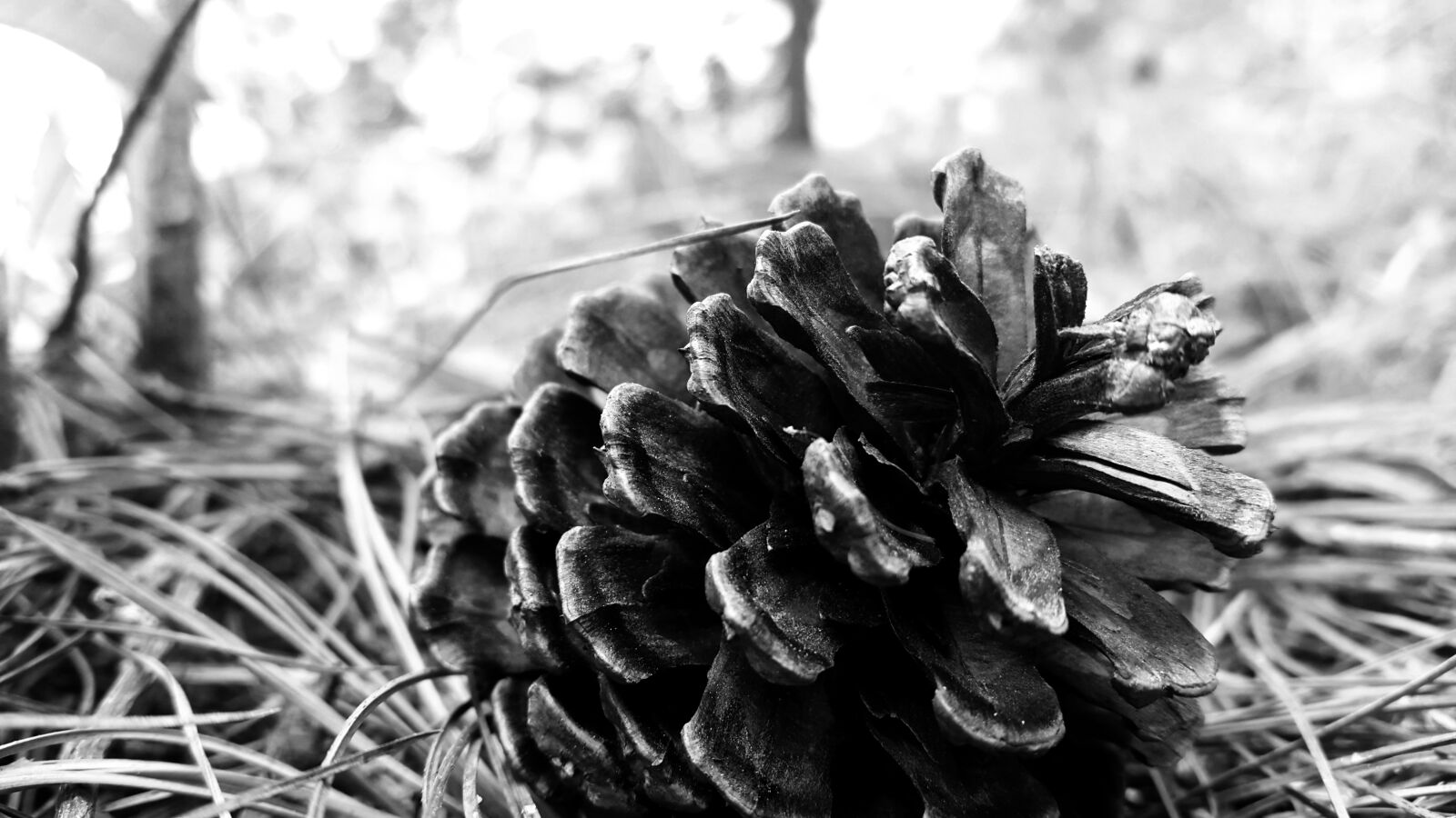 Samsung Galaxy S5 sample photo. Acorn, black, and, white photography