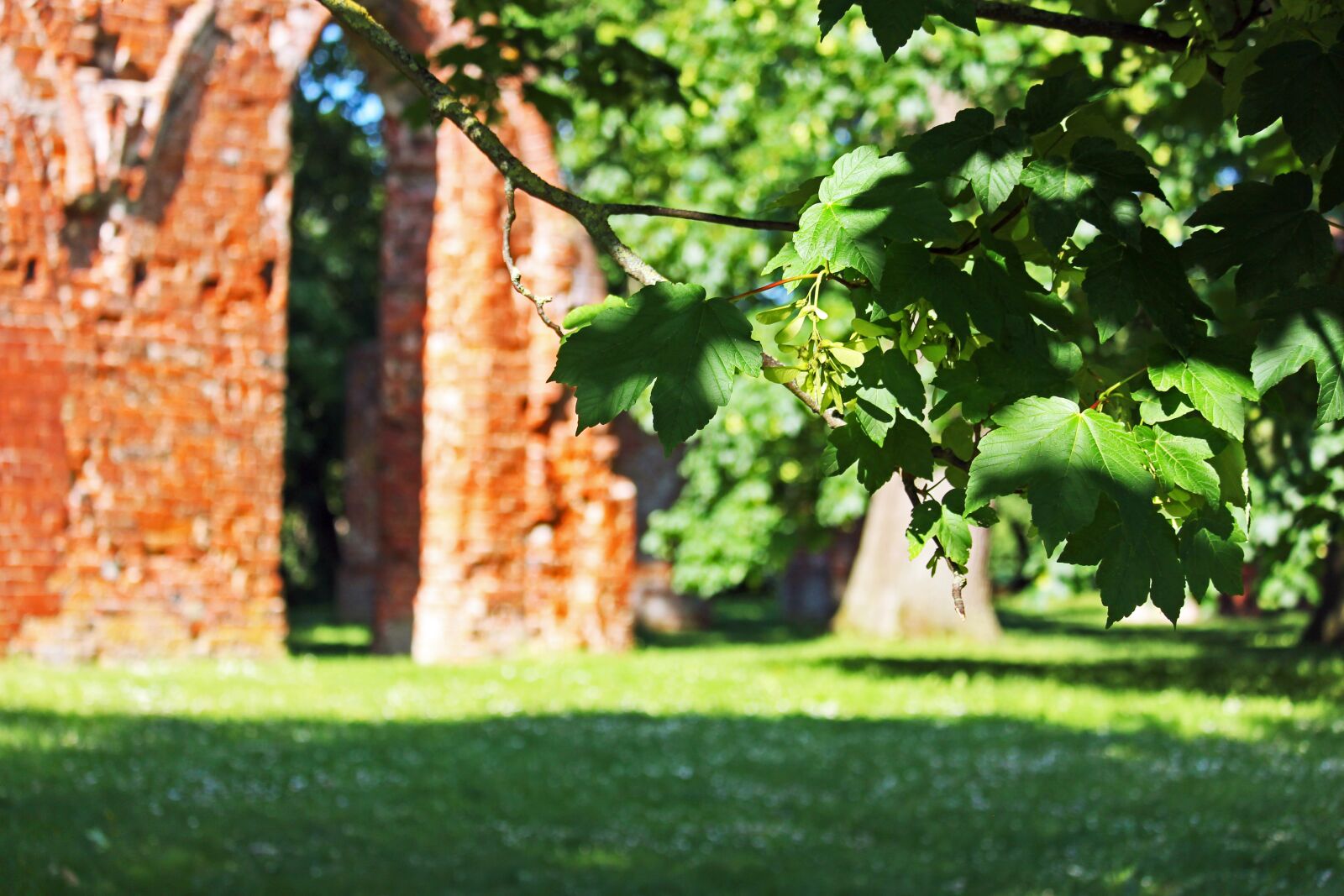 Canon EF-S 55-250mm F4-5.6 IS STM sample photo. Ruins of eldena abbey photography