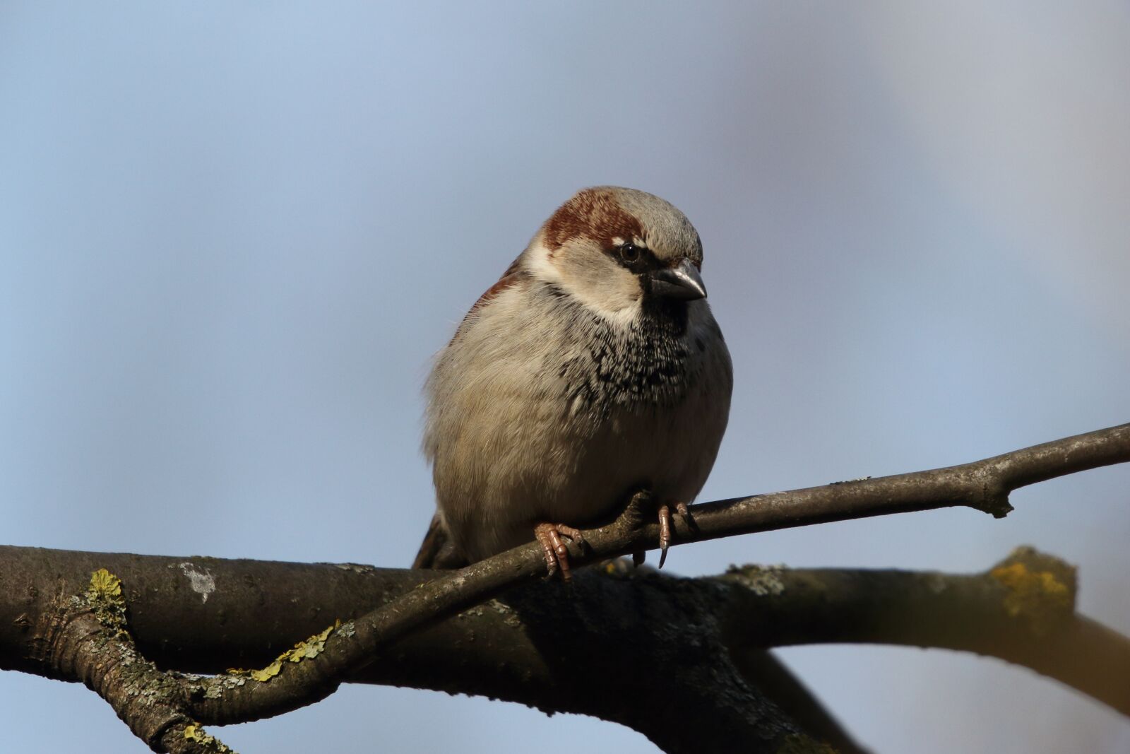 Sigma 100-400mm F5-6.3 DG OS HSM sample photo. Sparrow, house, birds photography