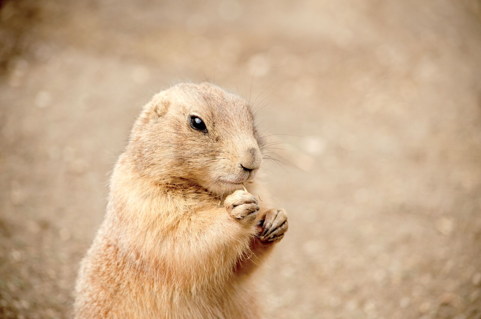 Nikon D5100 sample photo. Gophers, nager, croissant photography