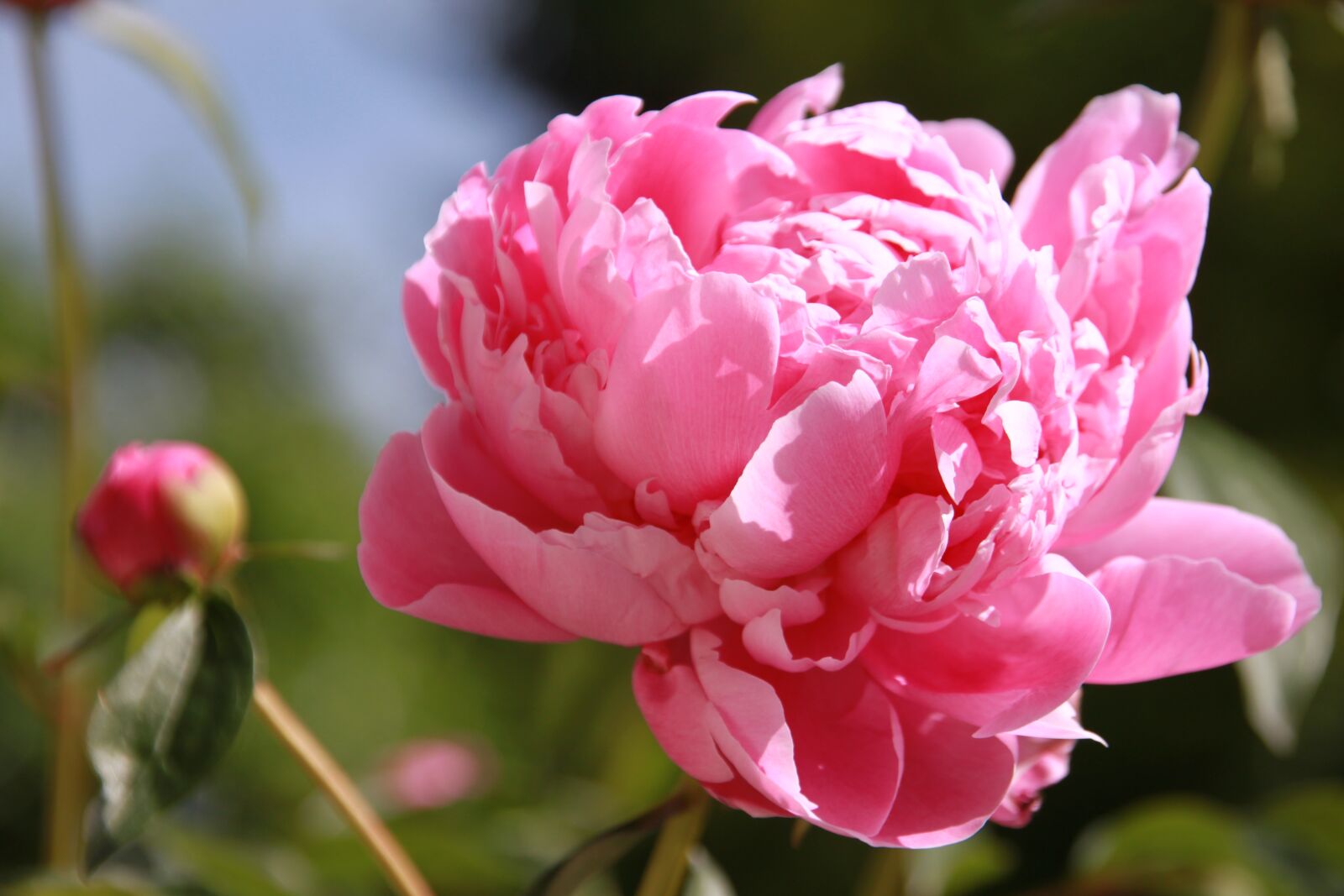 Canon EOS 500D (EOS Rebel T1i / EOS Kiss X3) sample photo. Christmas rose, pink, flower photography