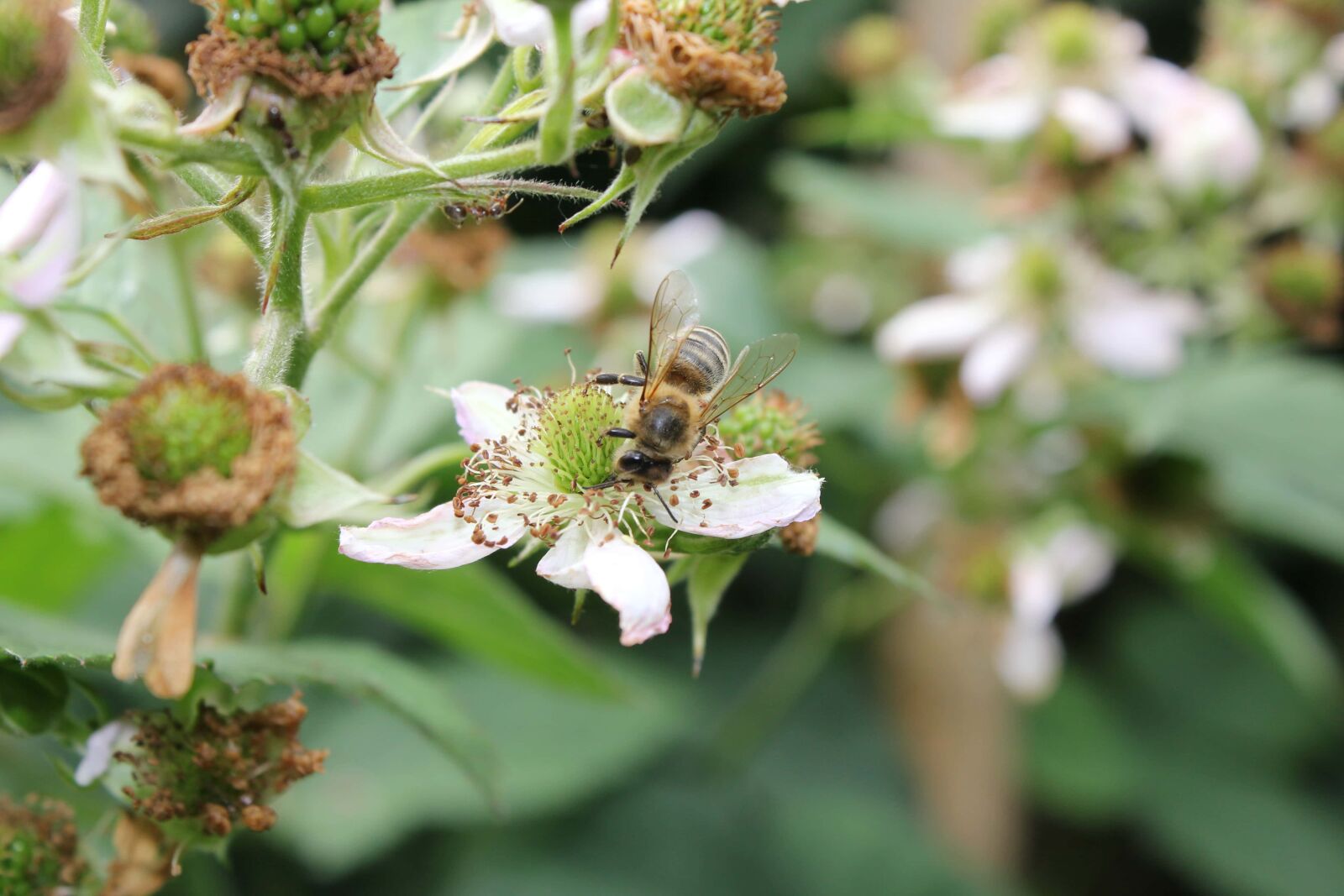 Canon EF-S 18-55mm F3.5-5.6 IS sample photo. Bee, insect, pollination, honeybee photography