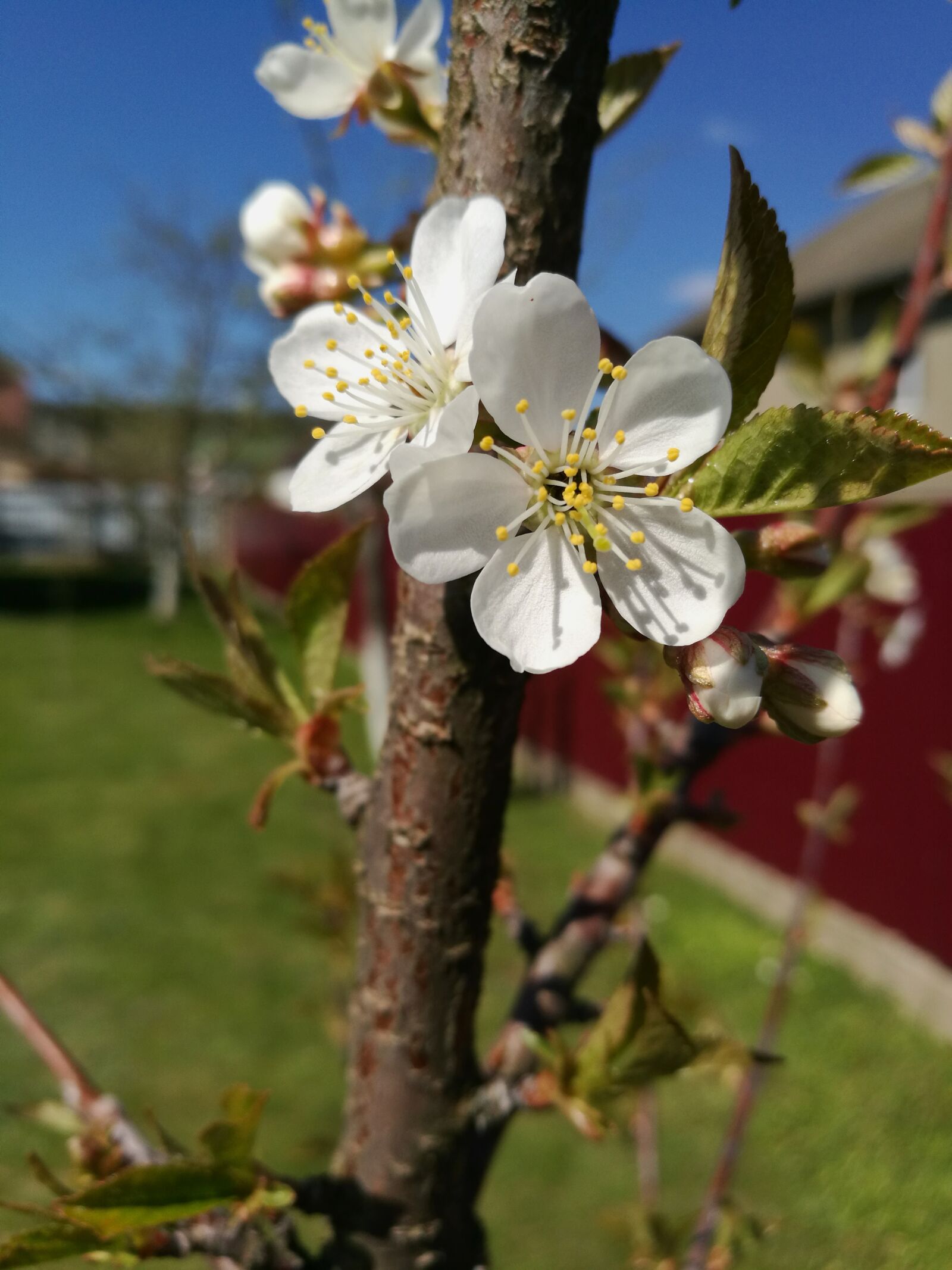 HUAWEI P9 sample photo. Cherry blossoms, spring, macro photography