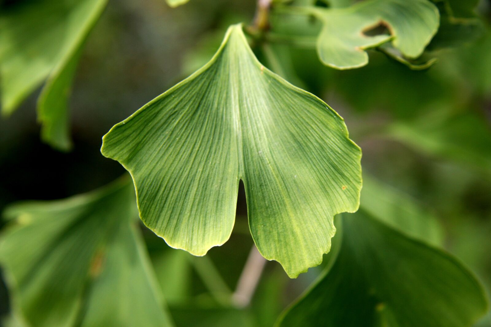 Canon EOS 40D sample photo. Gingko, ginkgo biloba, sheet photography