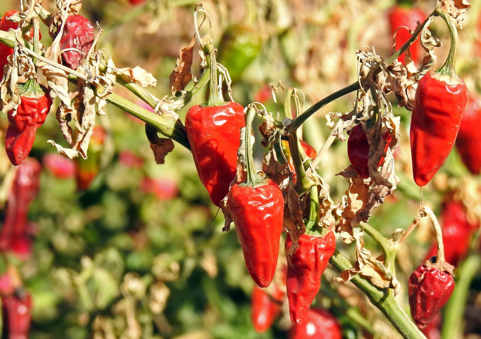Nikon Coolpix P900 sample photo. Chilli, spice, sharp photography