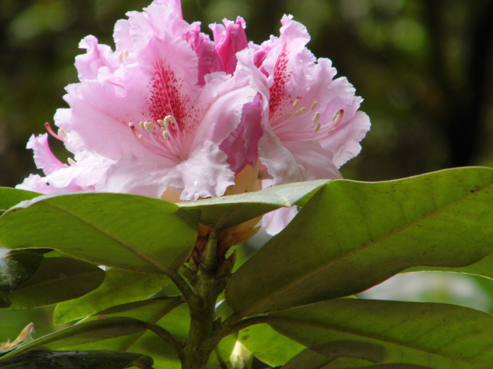 Benq GH600 sample photo. Rhododendrons, pink flower, petals photography