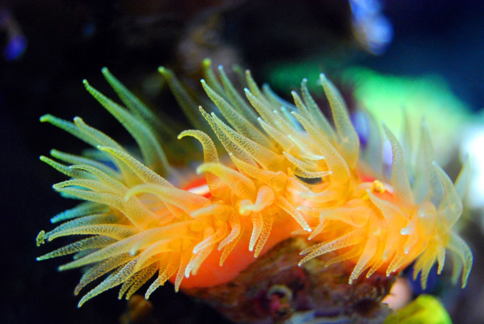 Nikon D40X sample photo. Coral, reef, tentacle photography