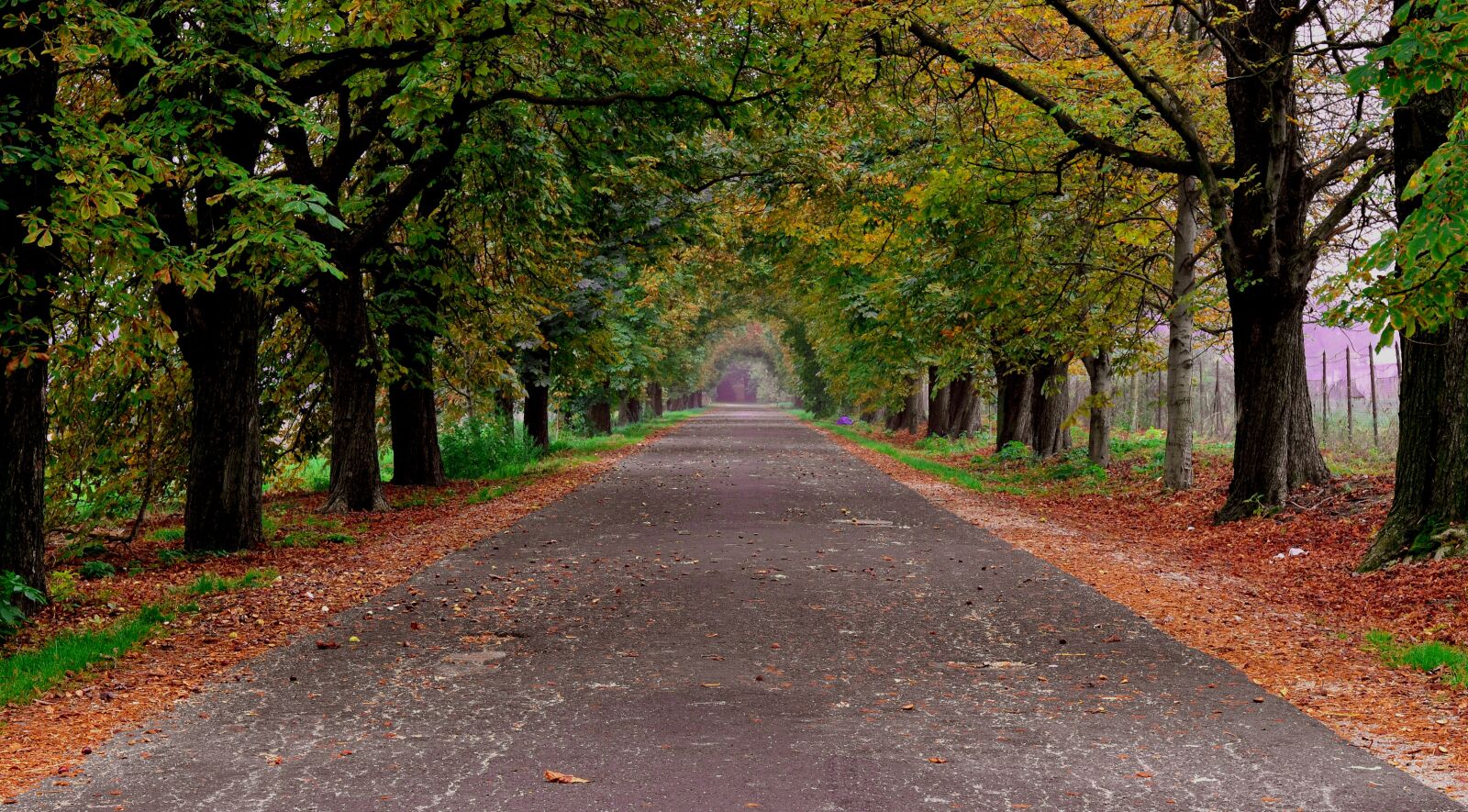 Nikon D5100 sample photo. Autumn, road, trees photography