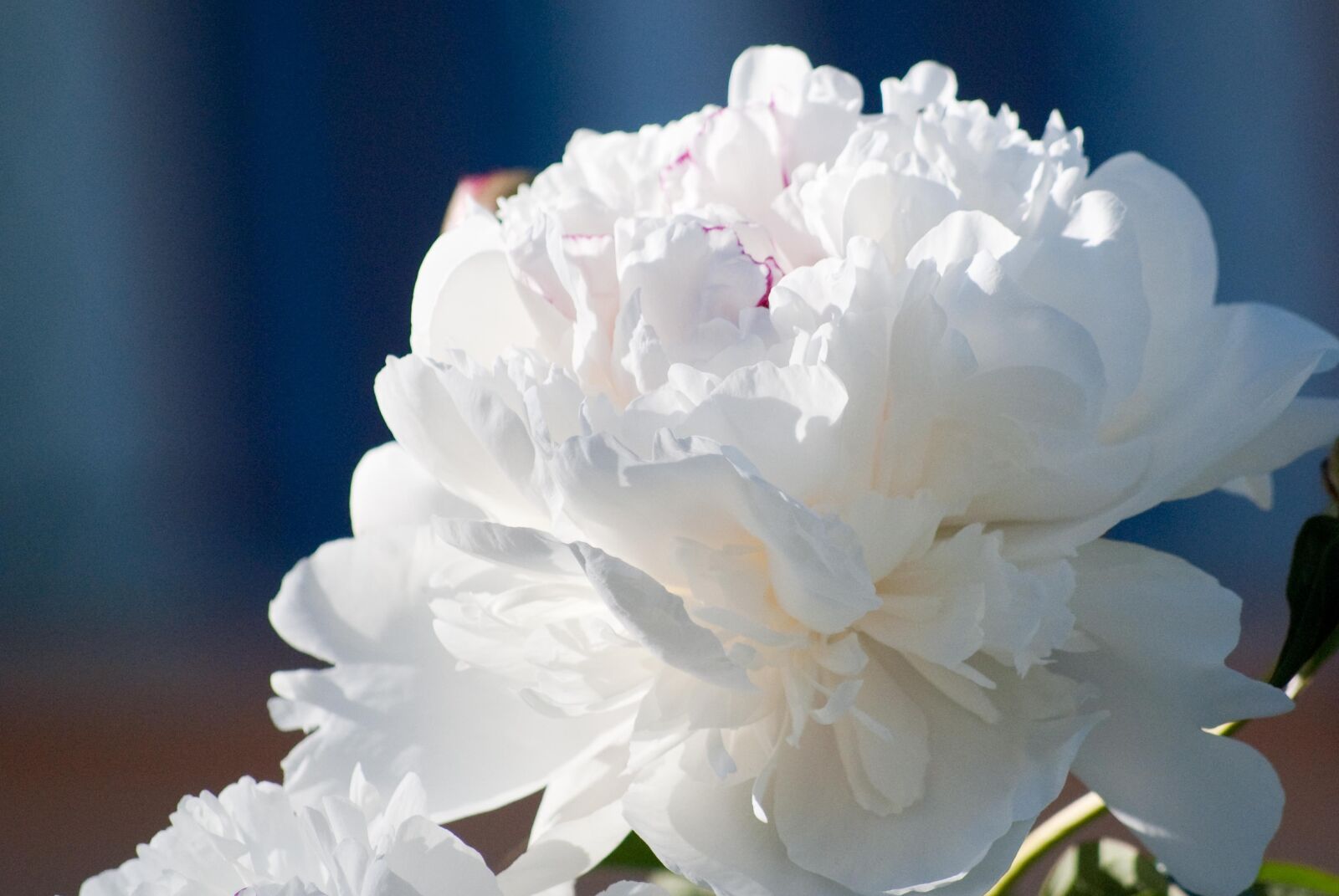 Nikon D60 sample photo. Flowers, dalia, nature photography