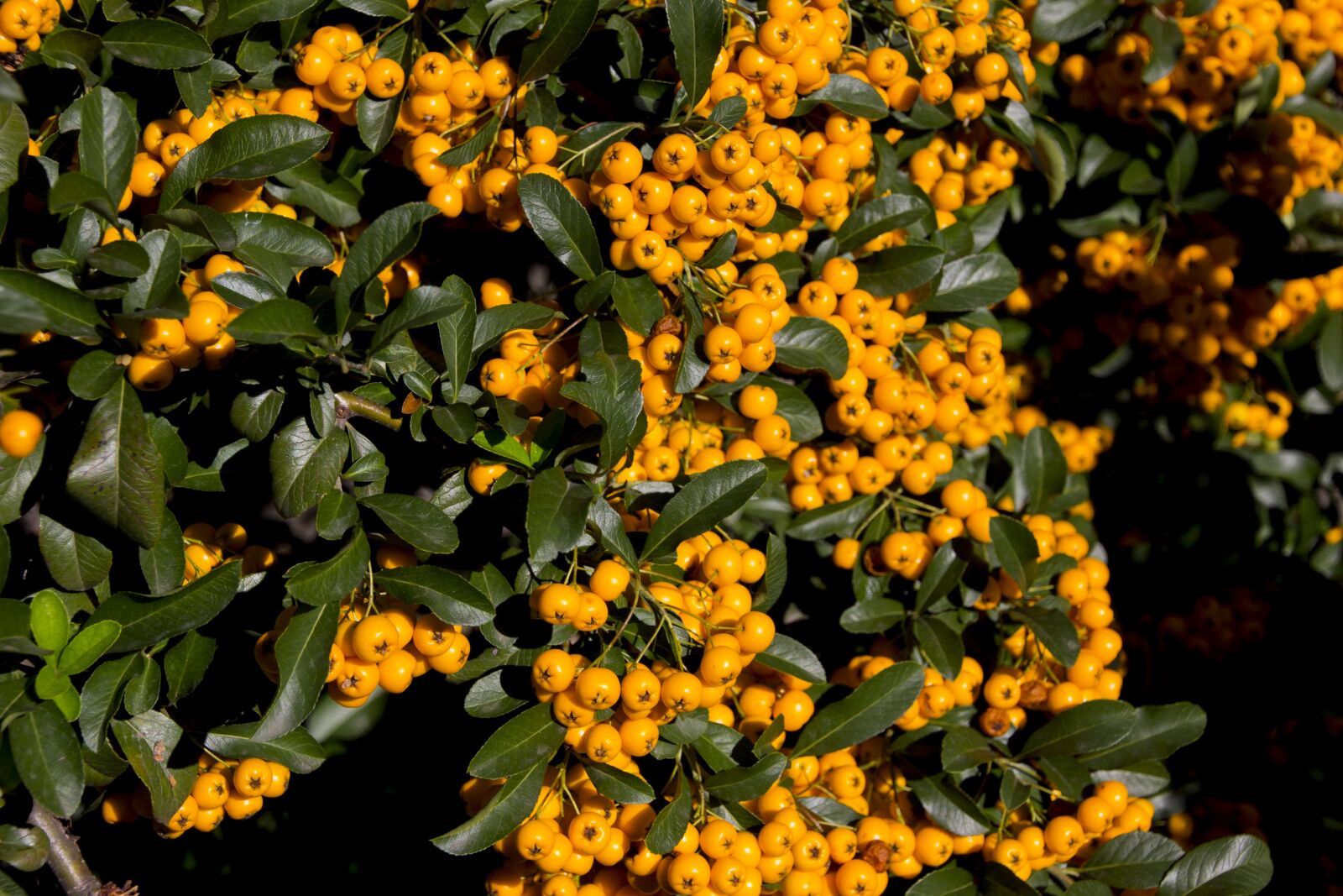 Canon EOS 60D sample photo. Hungary, plant, nature photography