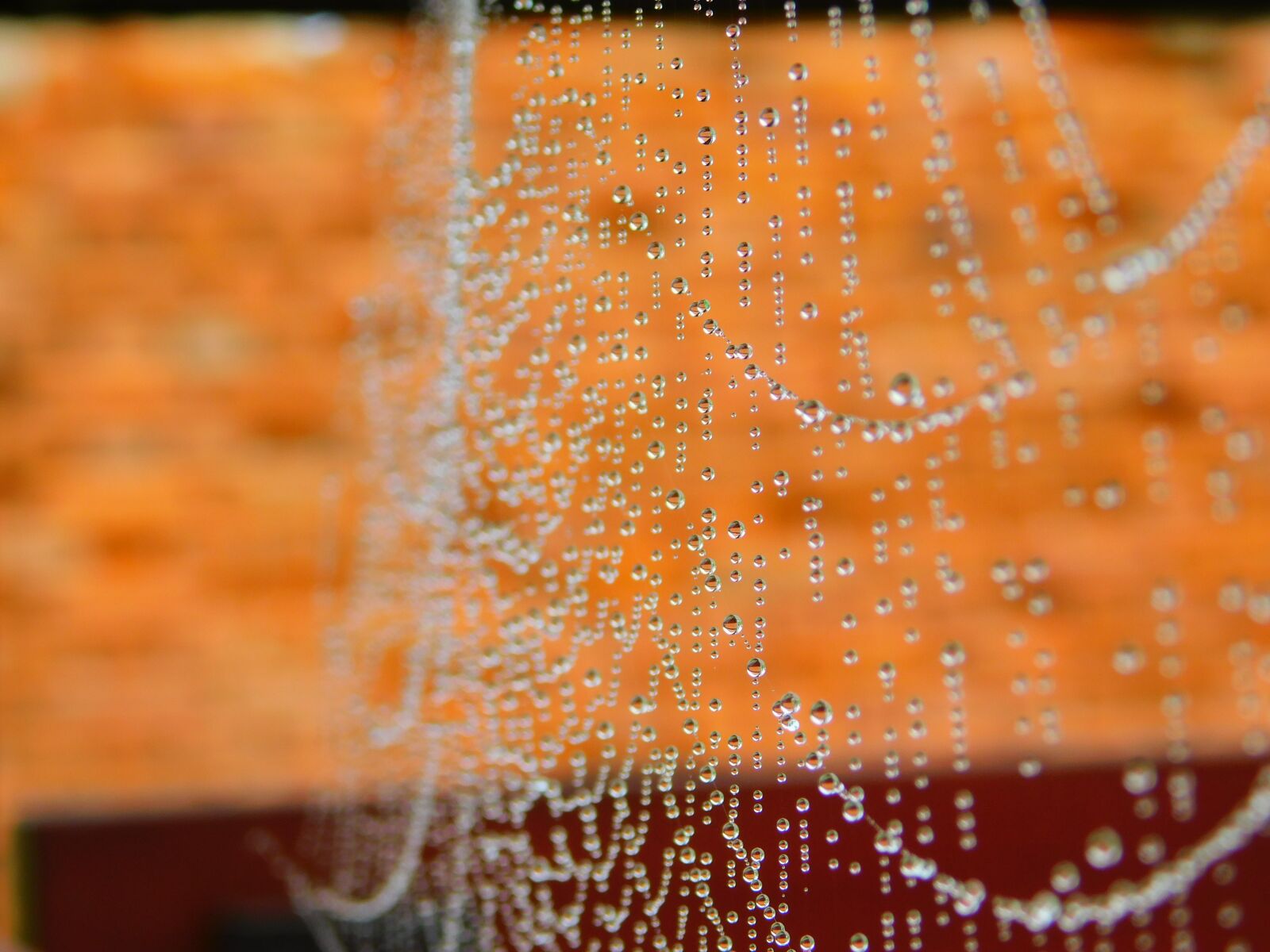 Nikon Coolpix B500 sample photo. Cobweb, rosa, hotel photography