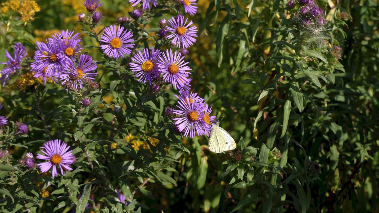 Fujifilm X-A5 sample photo. Flowers, autumn, meadow photography