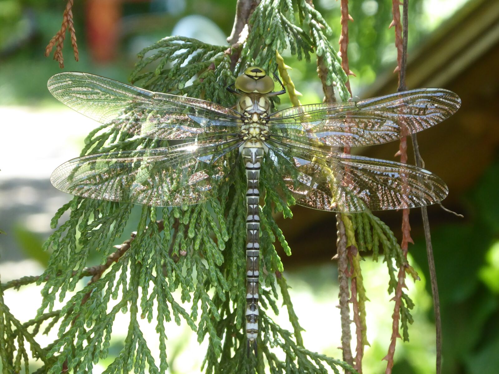 Panasonic DMC-TZ71 sample photo. Insect, dragonfly, wing photography