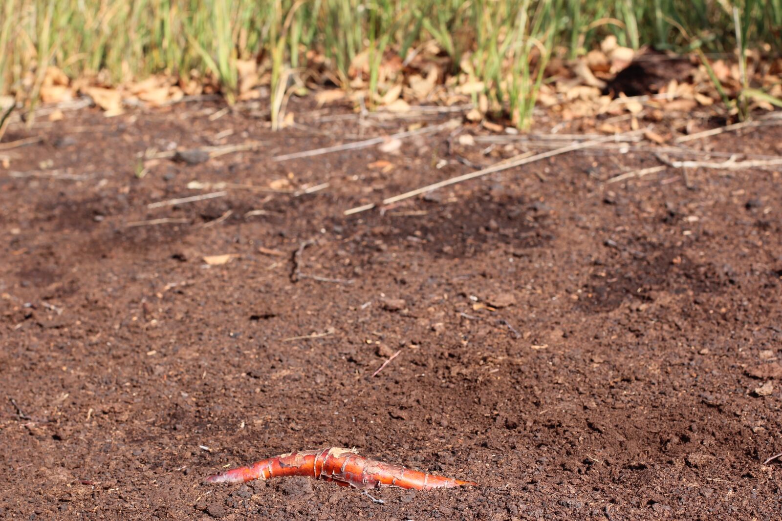 Canon EOS 600D (Rebel EOS T3i / EOS Kiss X5) + Canon EF 50mm F1.4 USM sample photo. Root, earth, ground photography