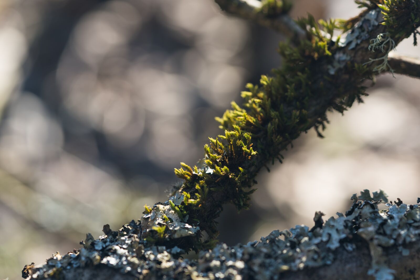 Sony a7R II + Sony FE 90mm F2.8 Macro G OSS sample photo. Moss, macro, bokeh photography