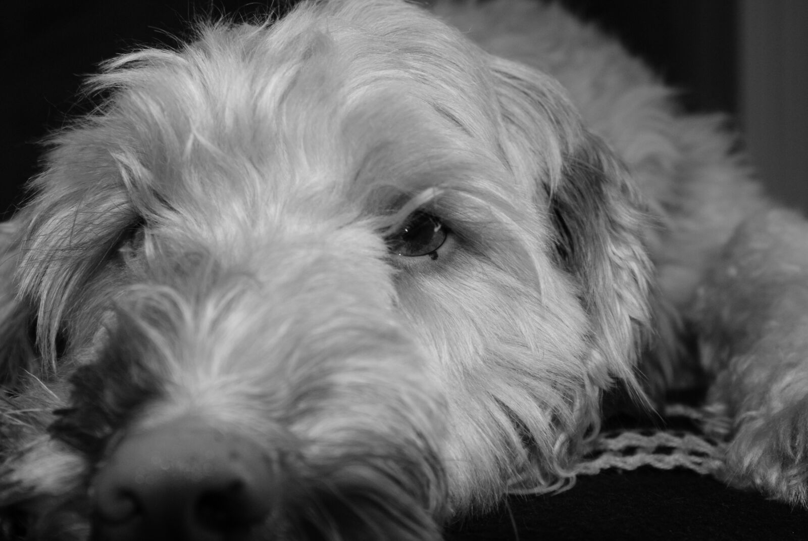 Sony Alpha DSLR-A300 sample photo. Dog, animal, snout photography