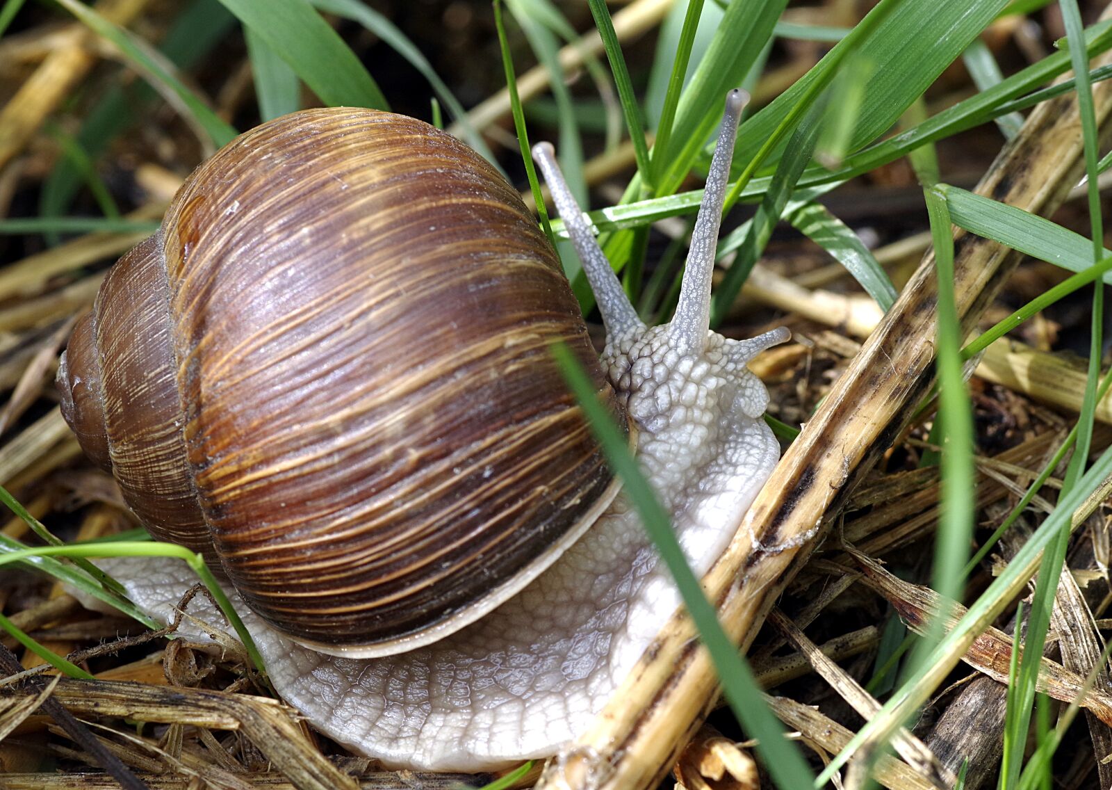 Pentax K-S2 sample photo. Winniczek, snail, edible photography