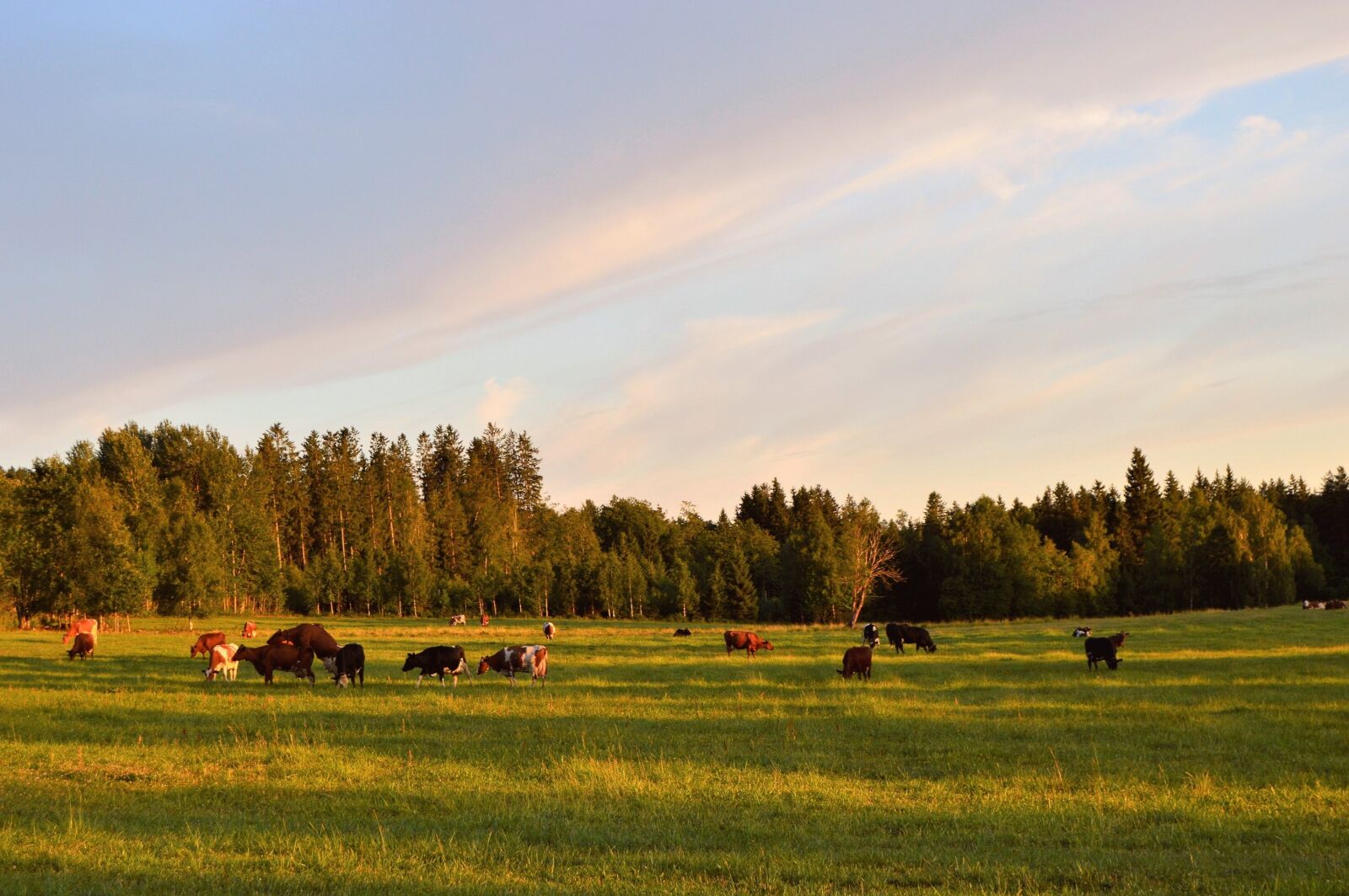 Nikon D3200 sample photo. Ko, cows, landscapes photography
