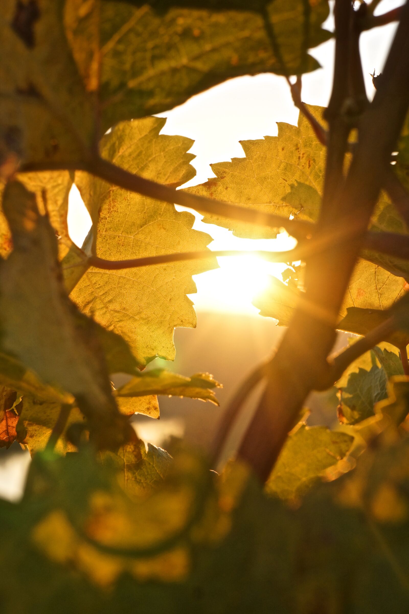 Sony Alpha NEX-7 sample photo. "Autumn, wine, wine leaf" photography