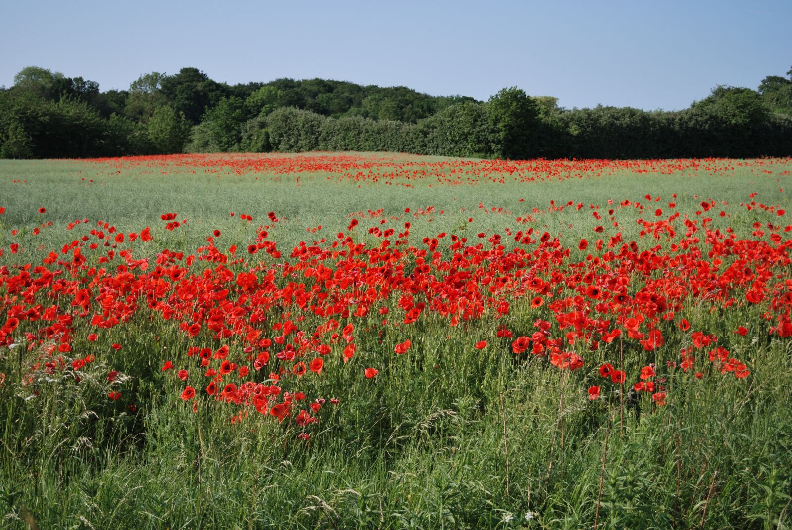 Nikon D60 sample photo. Poppy, mark, denmark photography