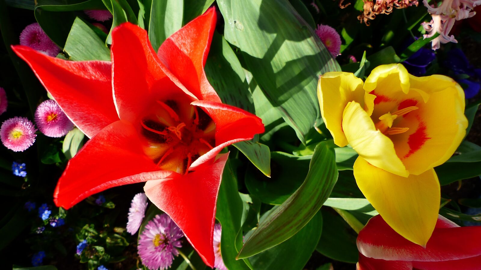 Panasonic Lumix DMC-FZ200 sample photo. Flower, nature, plant photography