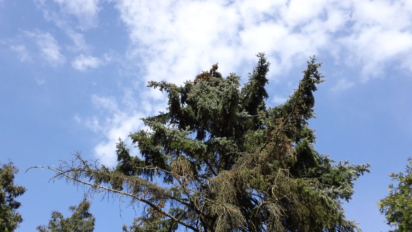 Sony MHS-TS20 sample photo. Spruce, sky, tree photography