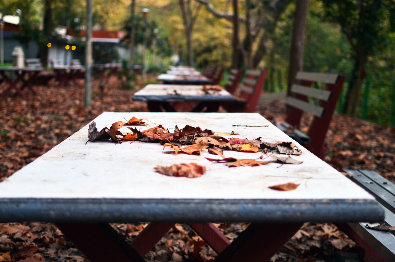 Nikon D3200 sample photo. Leaves, fall, nature photography