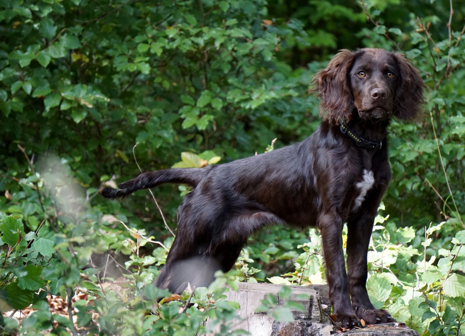 Sony E 55-210mm F4.5-6.3 OSS sample photo. Quail dog, hunting dog photography