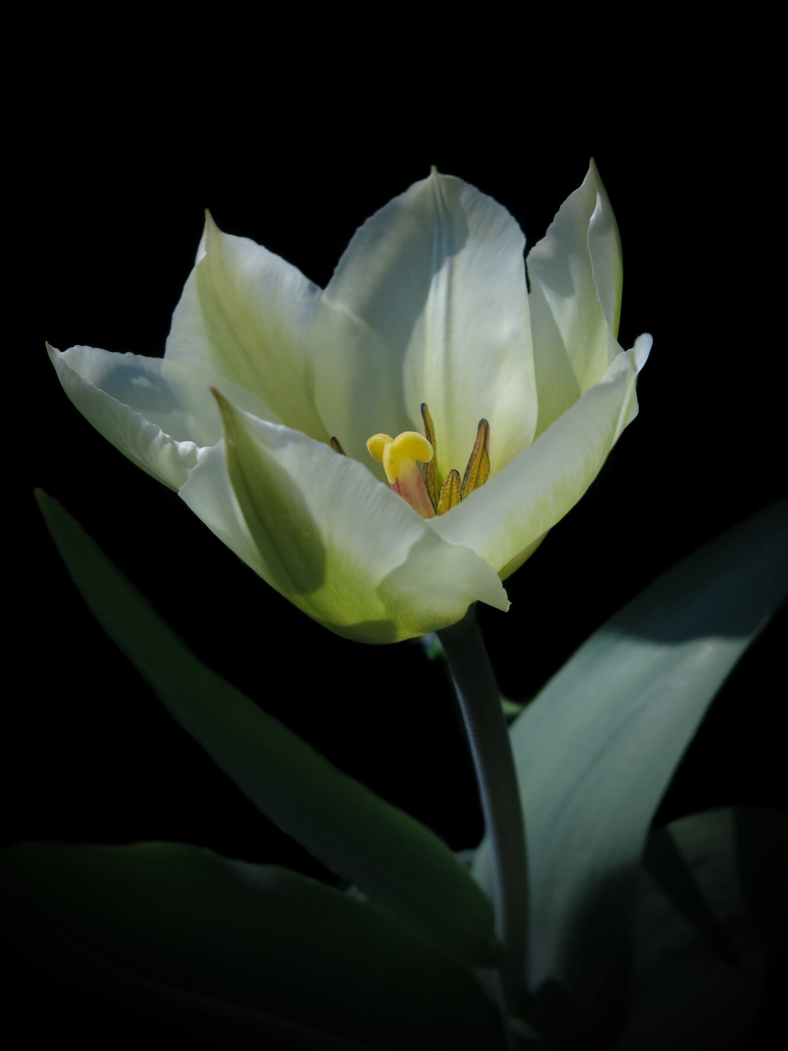Canon PowerShot G15 sample photo. Tulipa, purissima, fosteriana photography