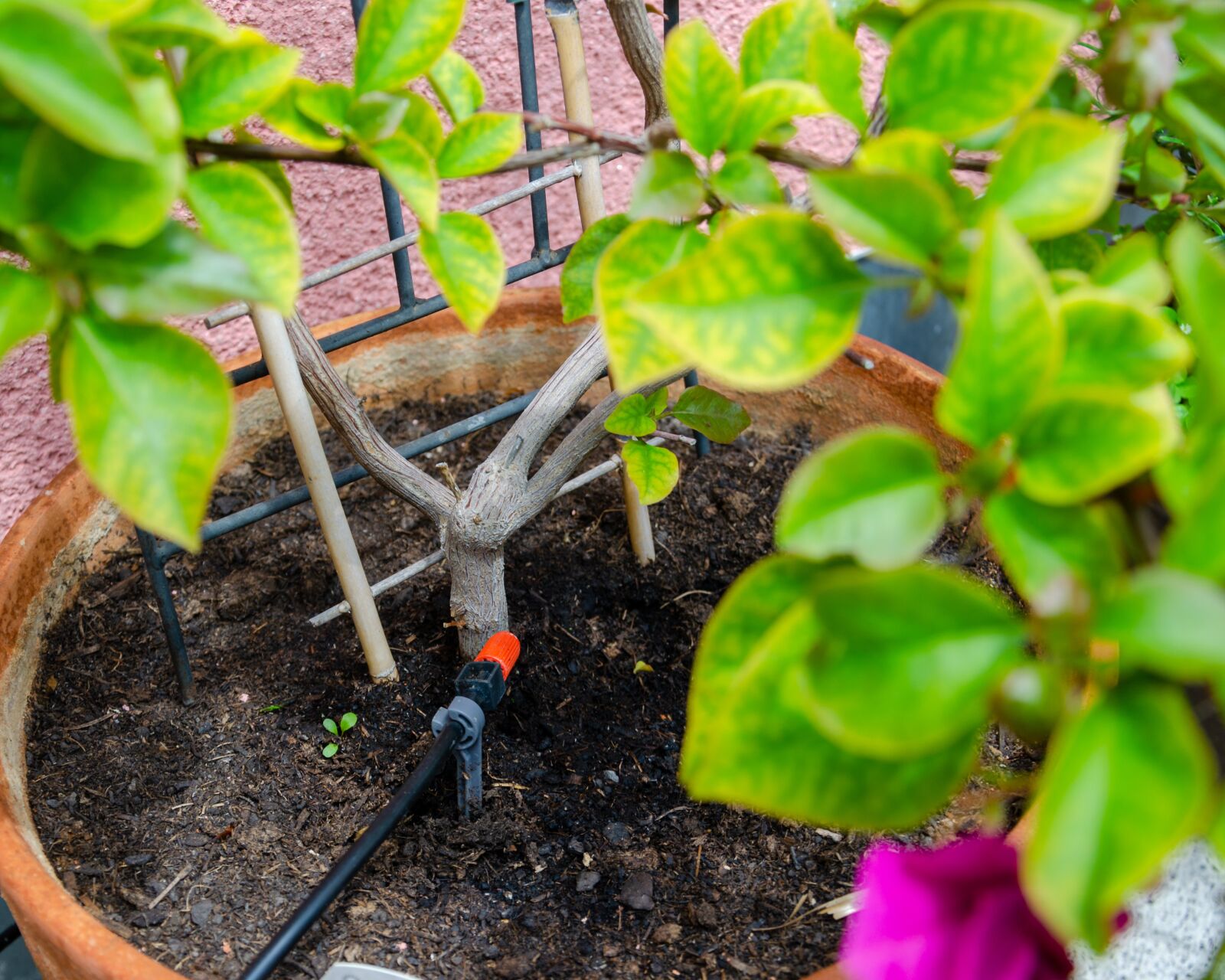 Nikon D5100 sample photo. Garden, plant, gießcomputer photography