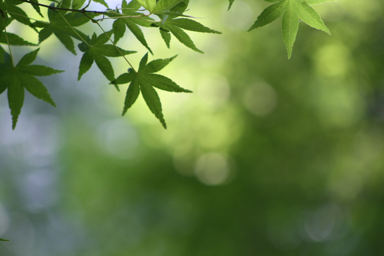 Canon EOS 1000D (EOS Digital Rebel XS / EOS Kiss F) sample photo. Green, background, leaves photography