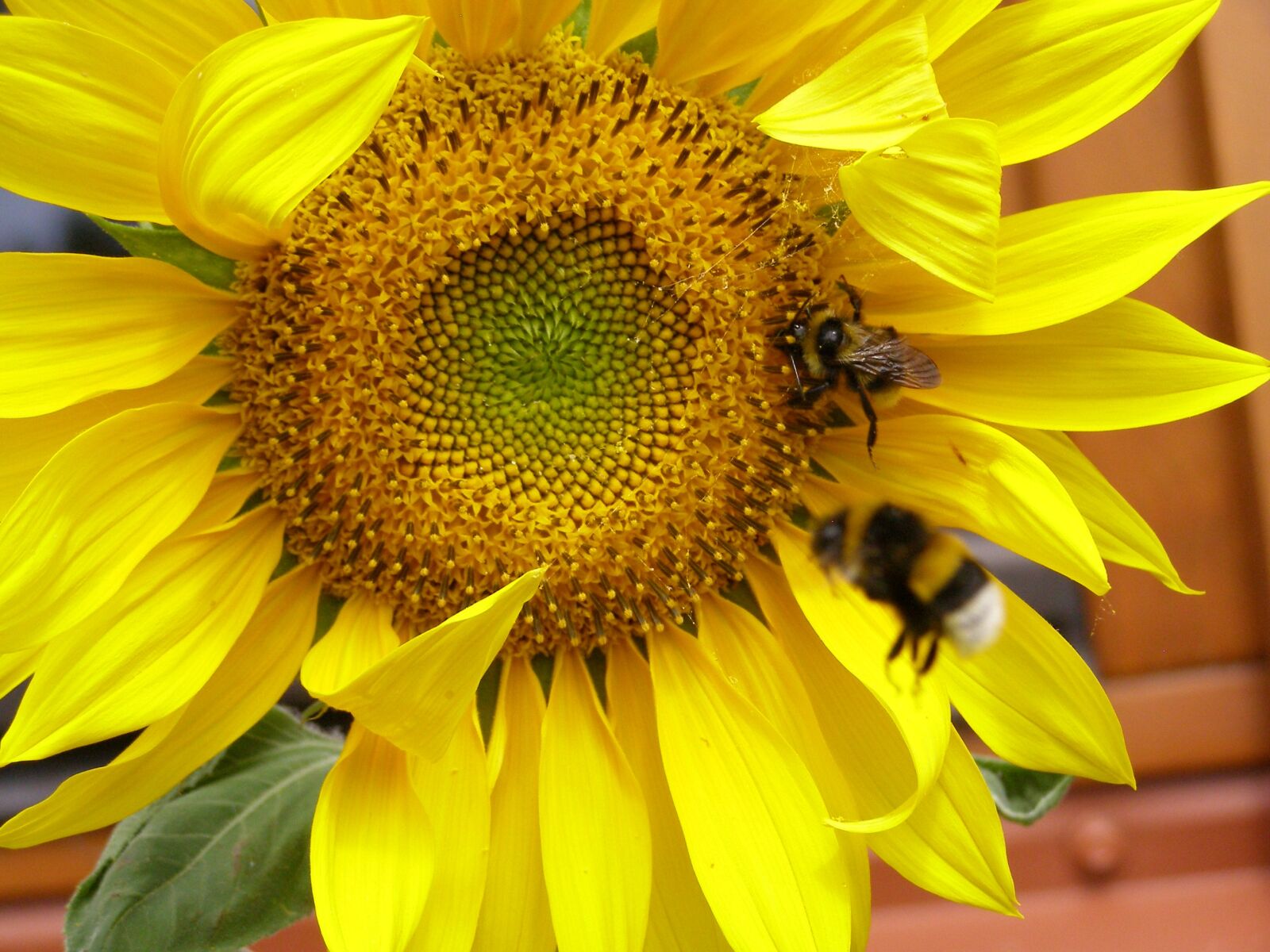 Olympus SP500UZ sample photo. Sunflower, yellow, summer photography