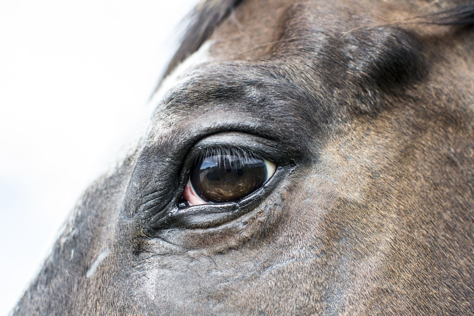 Nikon D3100 sample photo. Horse, eye, farm photography