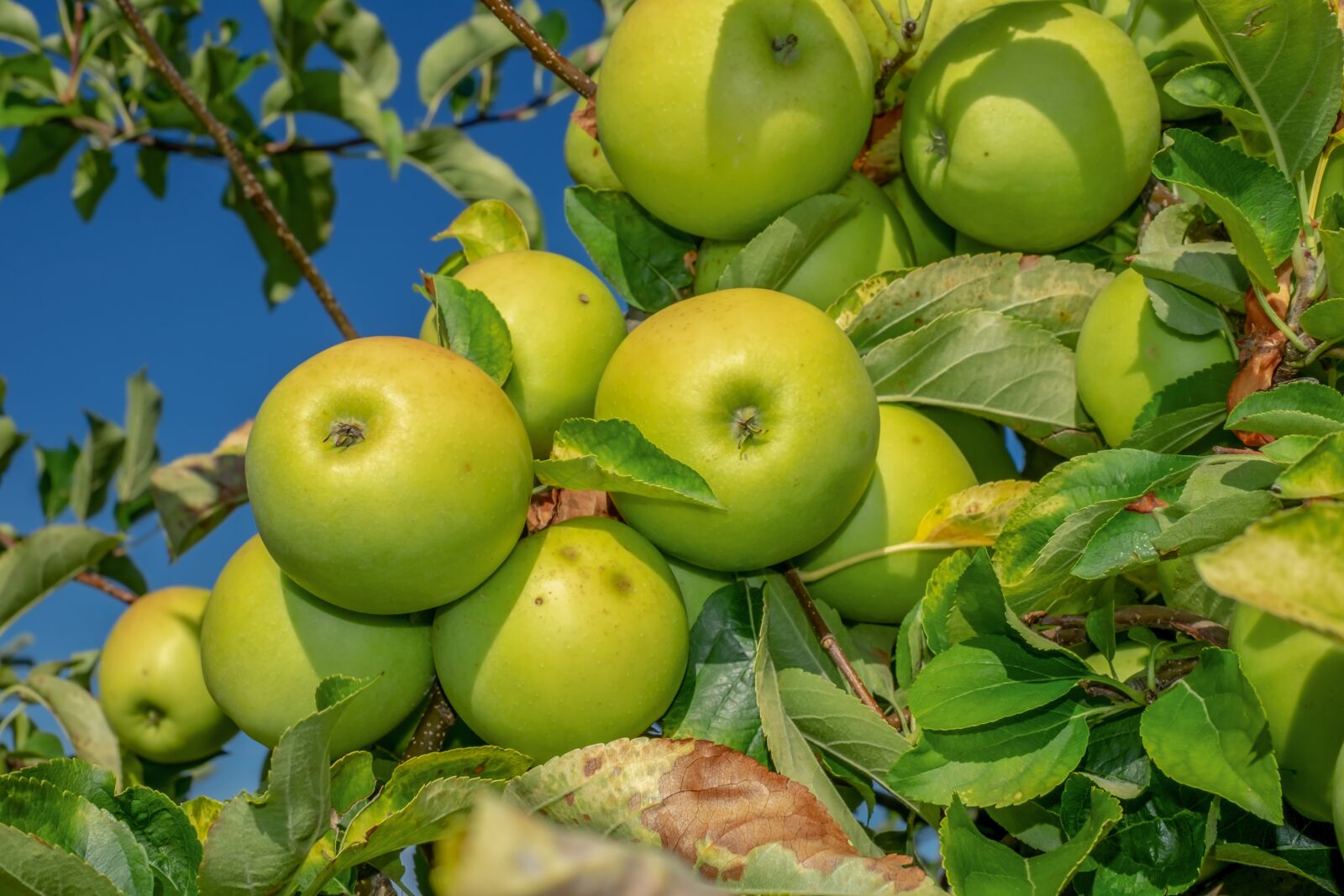Fujifilm X-T10 + Fujifilm XF 35mm F1.4 R sample photo. Apple, fruit, green photography